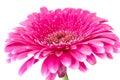 Gerber Daisy isolated on white background Royalty Free Stock Photo