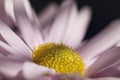 Gerber daisy macro Royalty Free Stock Photo