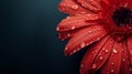 Gerber daisy macro with droplets