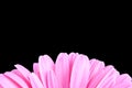 Gerber Daisy Pedals Royalty Free Stock Photo