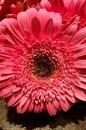 Gerber daisy