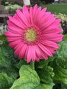 Gerber Daisy