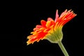 Gerber flower