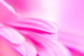 Gerber flower close up, macro background, defocused pink wallpaper. Close-up of flowers and petals of pink gerbera daisies. Pink g Royalty Free Stock Photo