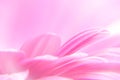 Gerber flower close up, macro background, defocused pink wallpaper. Close-up of flowers and petals of pink gerbera daisies. Pink g Royalty Free Stock Photo