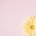 Gerber flower in the corner on a pink background. Copy space Royalty Free Stock Photo