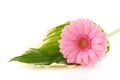 Gerber flower on Hosta leaf Royalty Free Stock Photo