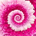 Gerber flower infinity spiral abstract background Royalty Free Stock Photo