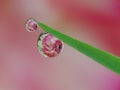 Morning dews on the grass with red flower reflection Royalty Free Stock Photo