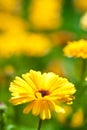 Gerber flower with water drops Royalty Free Stock Photo