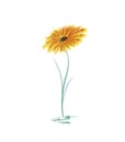 Watercolor yellow gerber flower on a white background Royalty Free Stock Photo