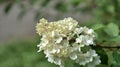 Gerber flower. white Royalty Free Stock Photo