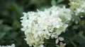 Gerber flower. white Royalty Free Stock Photo