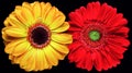 Gerber flowers