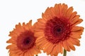 Two beautiful Gerbera daisy flowers in orange Royalty Free Stock Photo