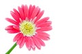 Gerber Flowers in pink color