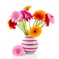 Gerber flowers in striped vase Royalty Free Stock Photo