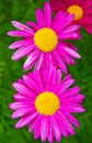 Gerber. large pink daisies with a bright yellow Center. Royalty Free Stock Photo