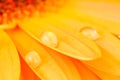 Gerber petals with water drops Royalty Free Stock Photo