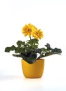 Yellow Gerber`s three flowers in a yellow flowerpot isolated on a white background Royalty Free Stock Photo