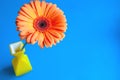 Gerber in a yellow glass vase on an isolated blue background. Royalty Free Stock Photo