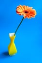 Gerber in a yellow glass vase on an isolated blue background. Royalty Free Stock Photo