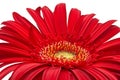 Gerbera