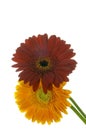 Gerbera