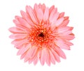 Pink Gerbera daisy flower isolated on white background. Royalty Free Stock Photo