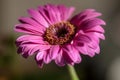 Pink gerbera Royalty Free Stock Photo