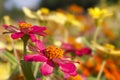 Gerbera