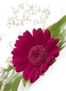 Gerbera