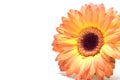 Gerbera