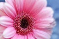 Gerbera Royalty Free Stock Photo