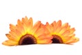 Gerbera