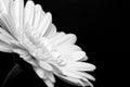 Gerbera Royalty Free Stock Photo