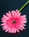 Gerbera - African pink daisy with water drops on petals