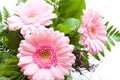 Gerbera Asteraceae