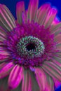 Gerbera in natural light over electric blue background