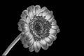 Gerbera black and white, gray with black background