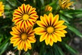 Gerbera blossom on blurred natural background. Gerbera flowers in summer garden. Blossoming flowers with yellow and red Royalty Free Stock Photo