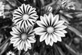 Gerbera blossom on blurred natural background. Gerbera flowers in summer garden. Blossoming flowers with yellow and red Royalty Free Stock Photo