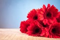 Gerbera Royalty Free Stock Photo