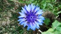 Gerbera blue flower, closeup background wallpaper.