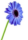 Gerbera blue flower isolated
