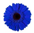 Gerbera blue flower isolated