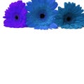 Gerbera blue flowers isolated on a white background