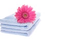 Gerbera on Blue Towel