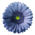 Gerbera blue-violet flower on white isolated background with clipping path. no shadows. Closeup. Royalty Free Stock Photo