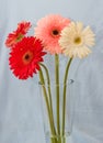 Gerbera bouquet Royalty Free Stock Photo